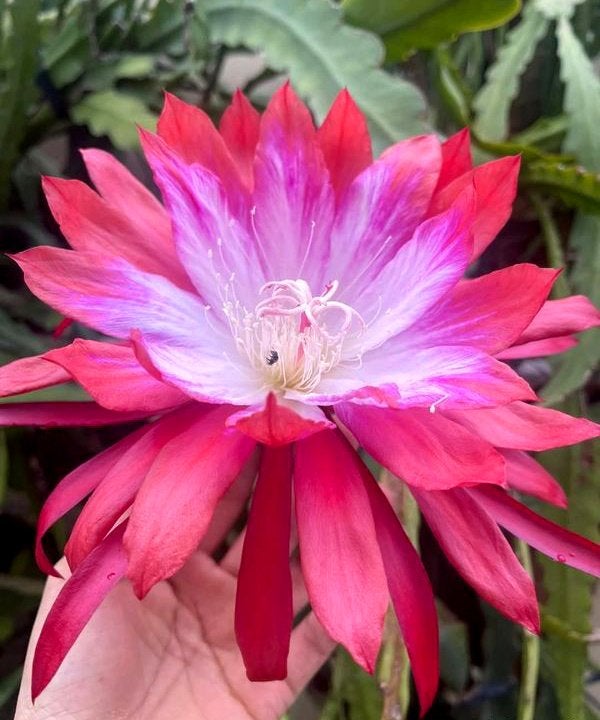 cactus - Epiphyllum Yes She Can, Ophalen of Verzenden, Cactus, Volle zon, Minder dan 100 cm