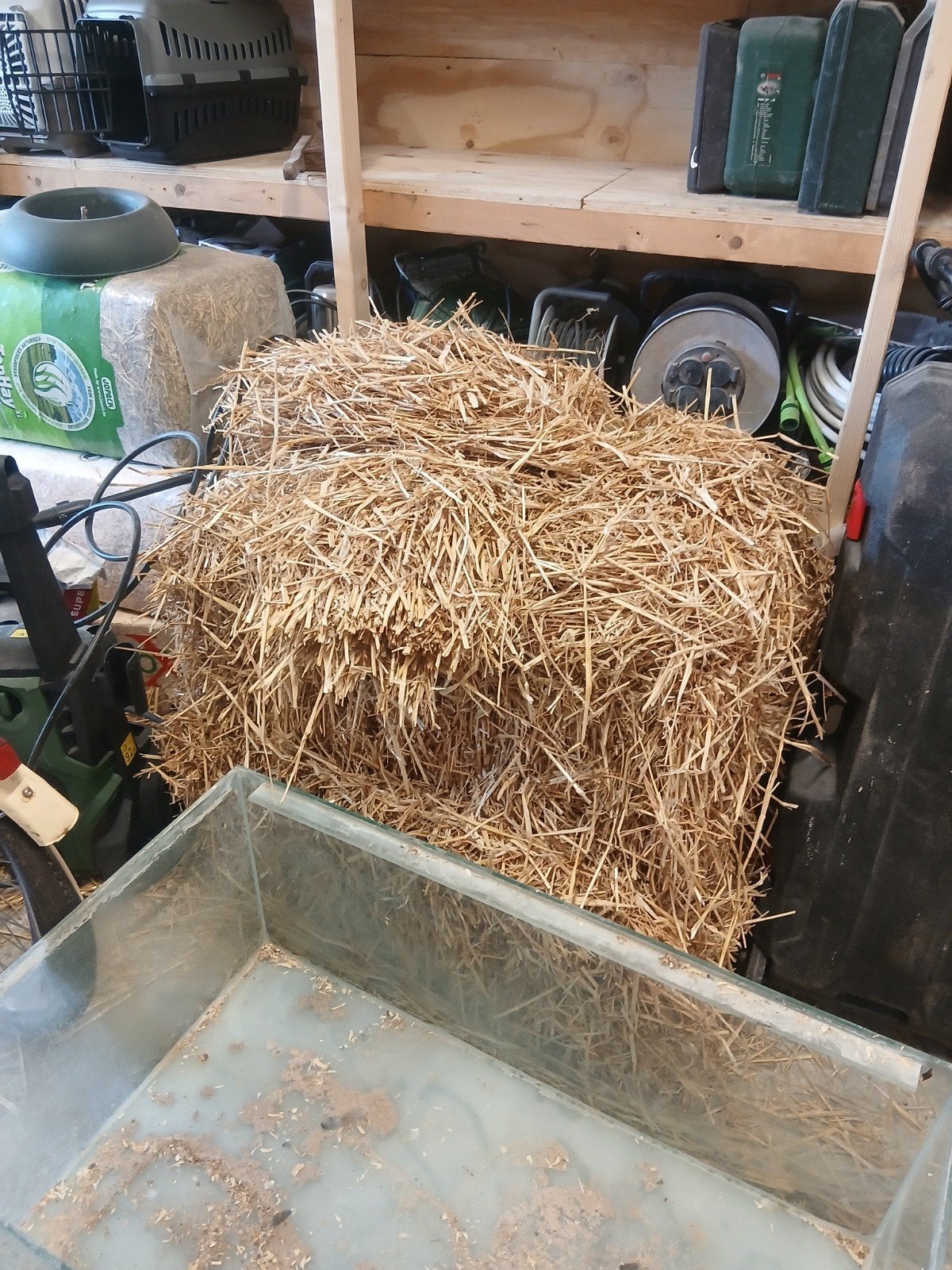 Stro, Mannelijk, Schaap