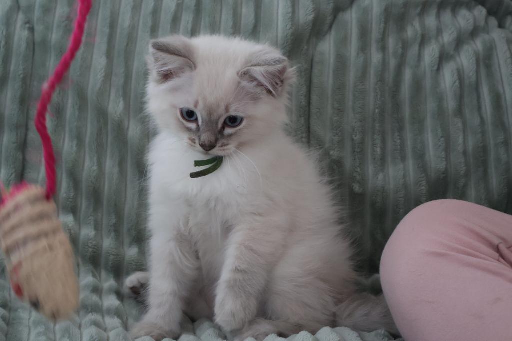Soulpurrs Ragdolls – een bijzonder eerste nest, Dieren en Toebehoren, Meerdere dieren, Met stamboom, 0 tot 2 jaar