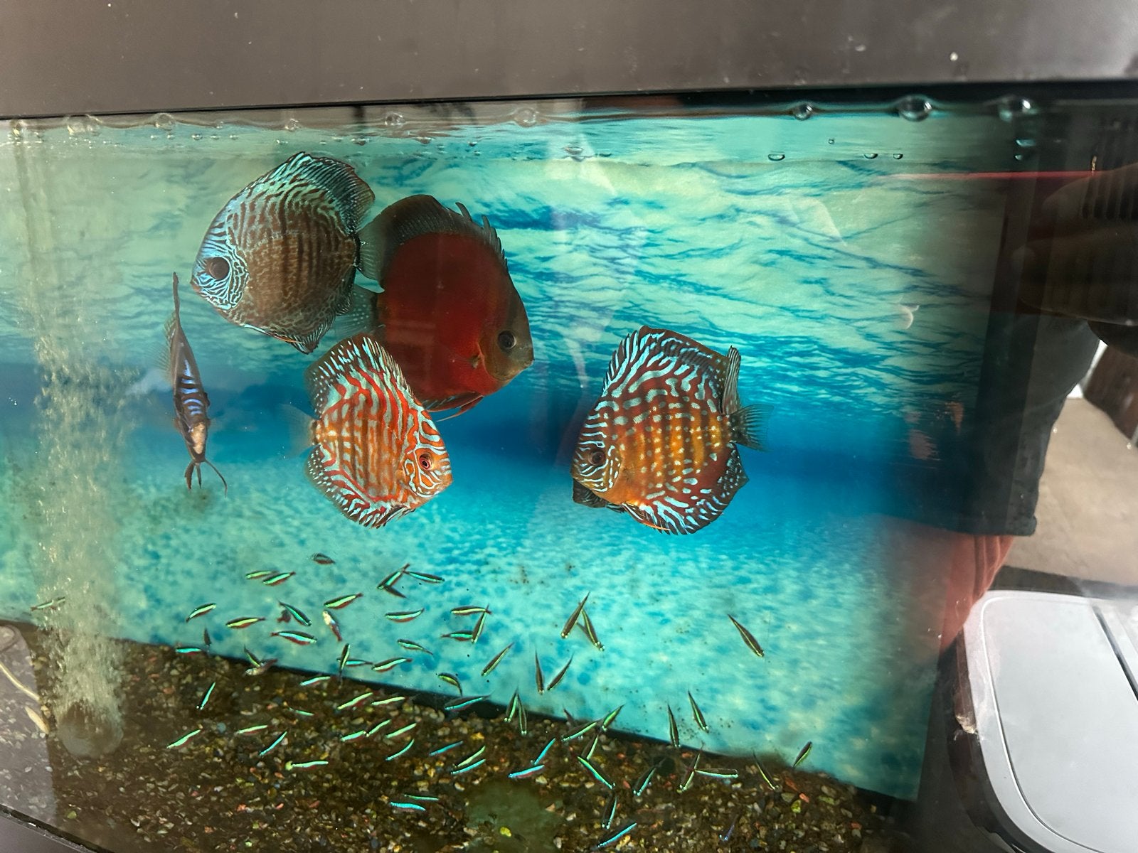Discus & Tetra vis, Dieren en Toebehoren, Zoetwatervis