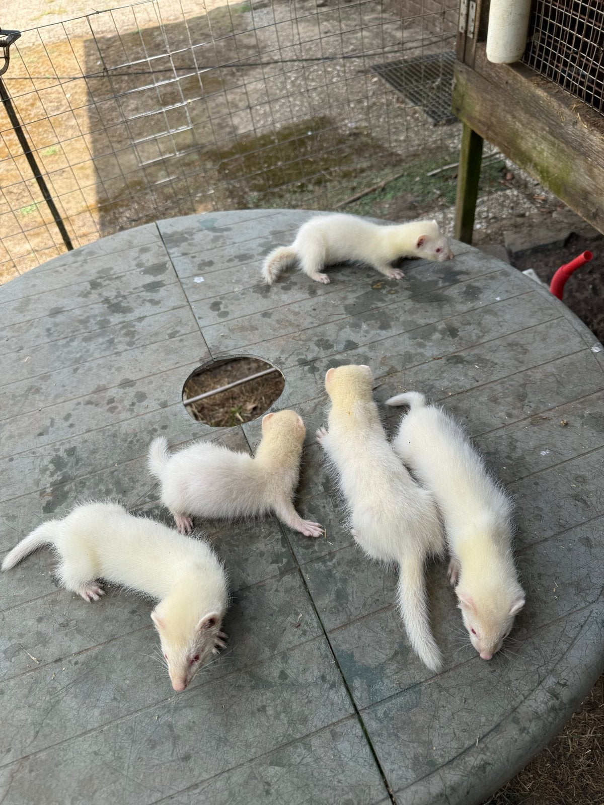 Te koop jonge echte albino fretjes, Dieren en Toebehoren, Juni, Meerdere dieren