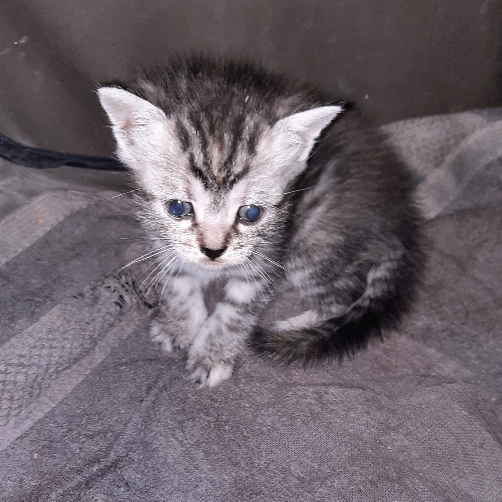 prachtige Turkse angora x bk Bengaal kittens silver black, Dieren en Toebehoren, Katten en Kittens | Raskatten | Korthaar, Meerdere dieren