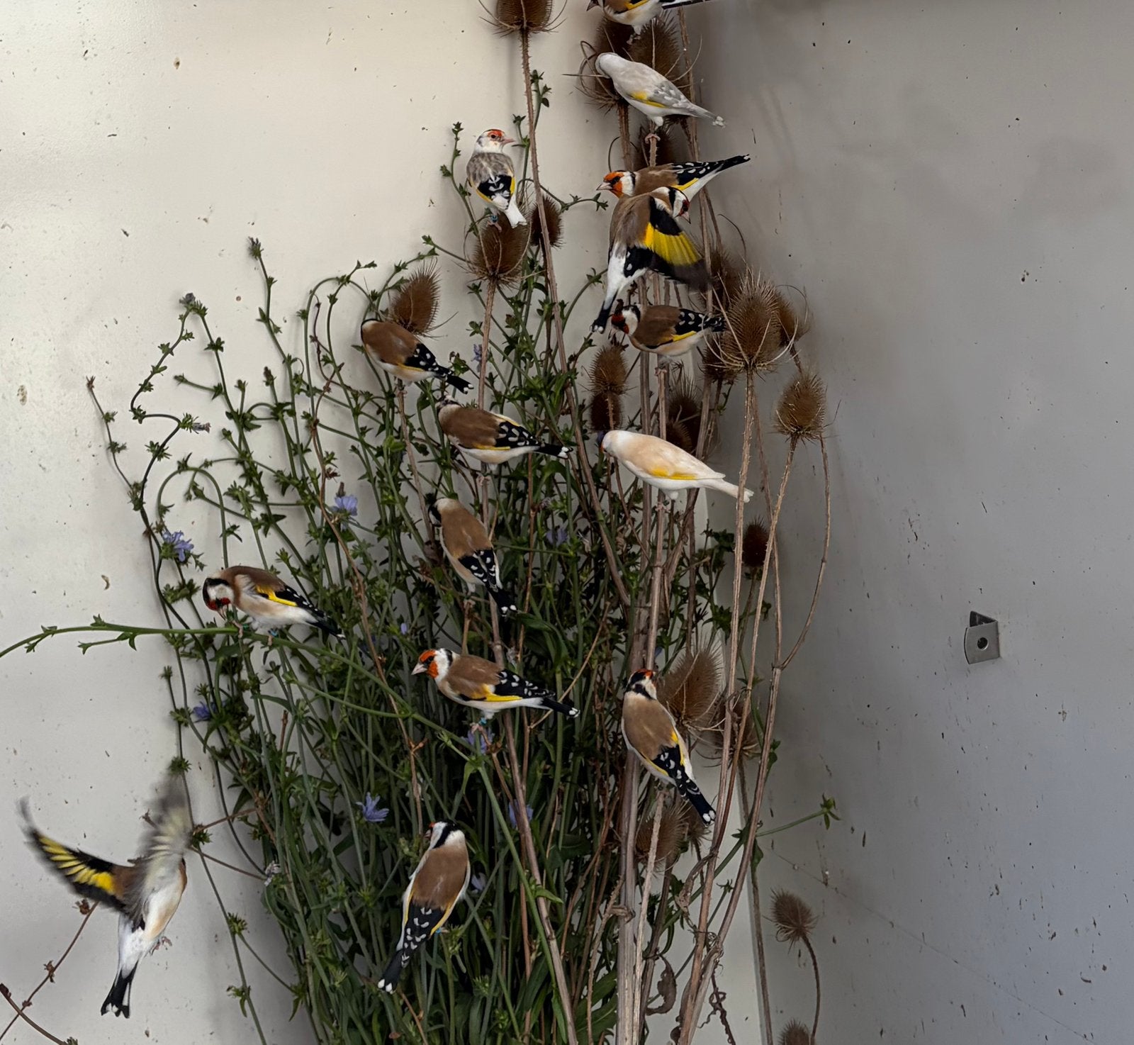 Majoor putters 2026, Meerdere dieren, Wildzangvogel, Geringd