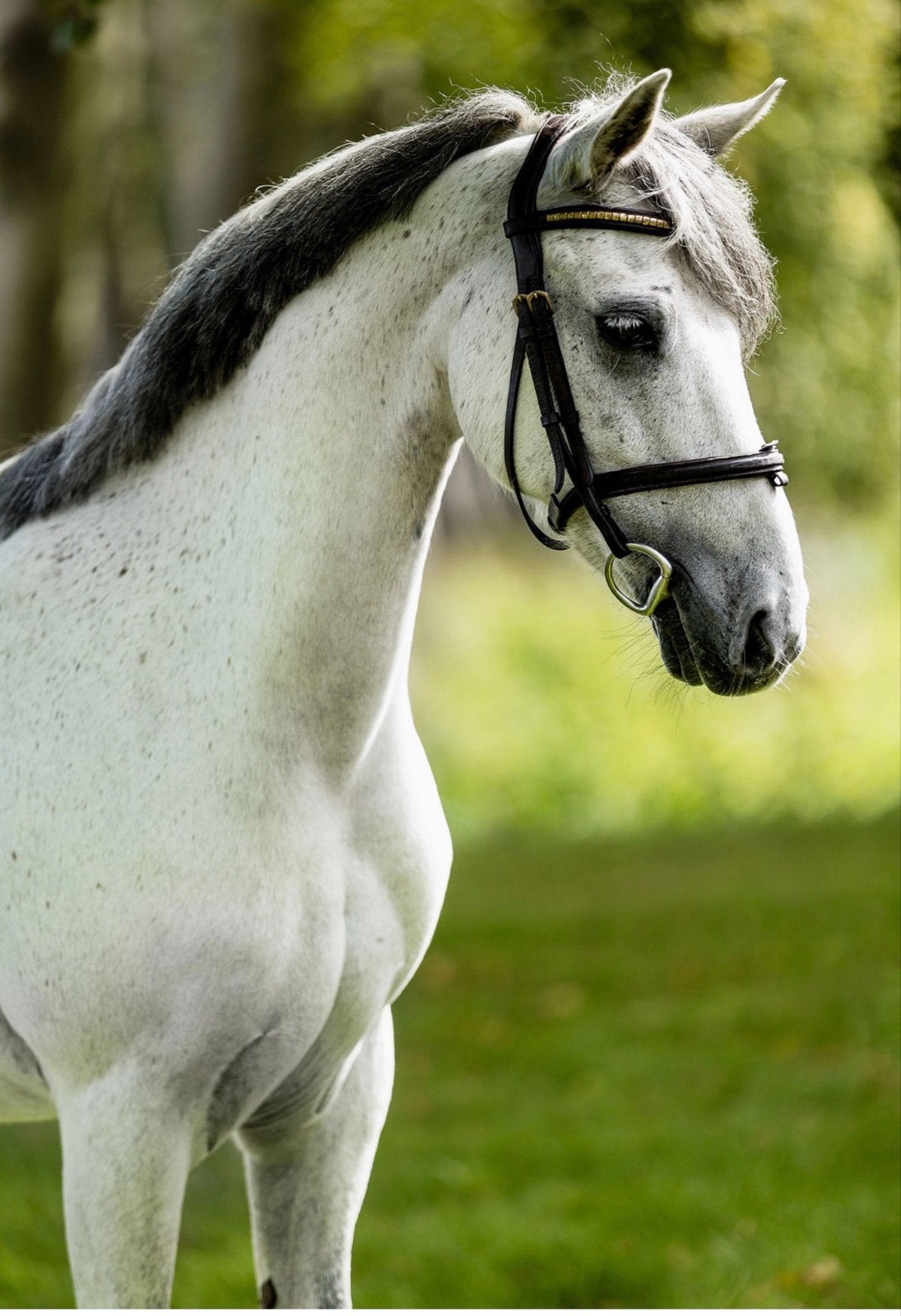 C pony, Dieren en Toebehoren, Met stamboom, Ruin, Springpony, 11 jaar of ouder