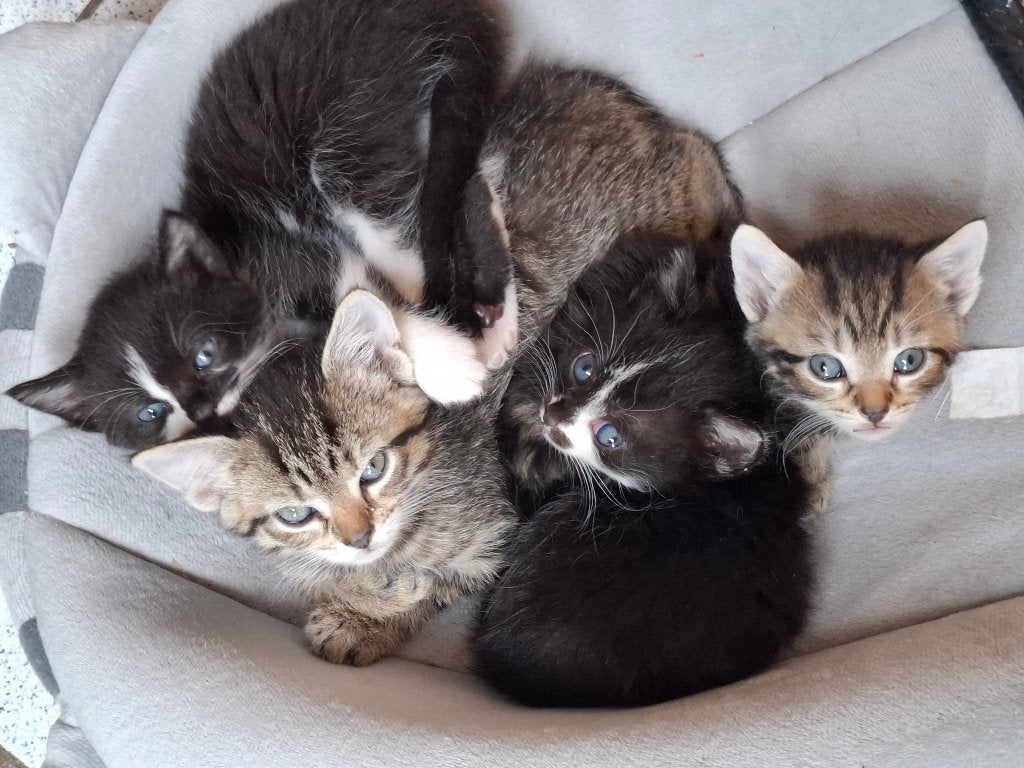 Cyperse en zwart/witte kittens, gechipt en gevaccineerd, Dieren en Toebehoren, Meerdere dieren, Kortharig, 0 tot 2 jaar