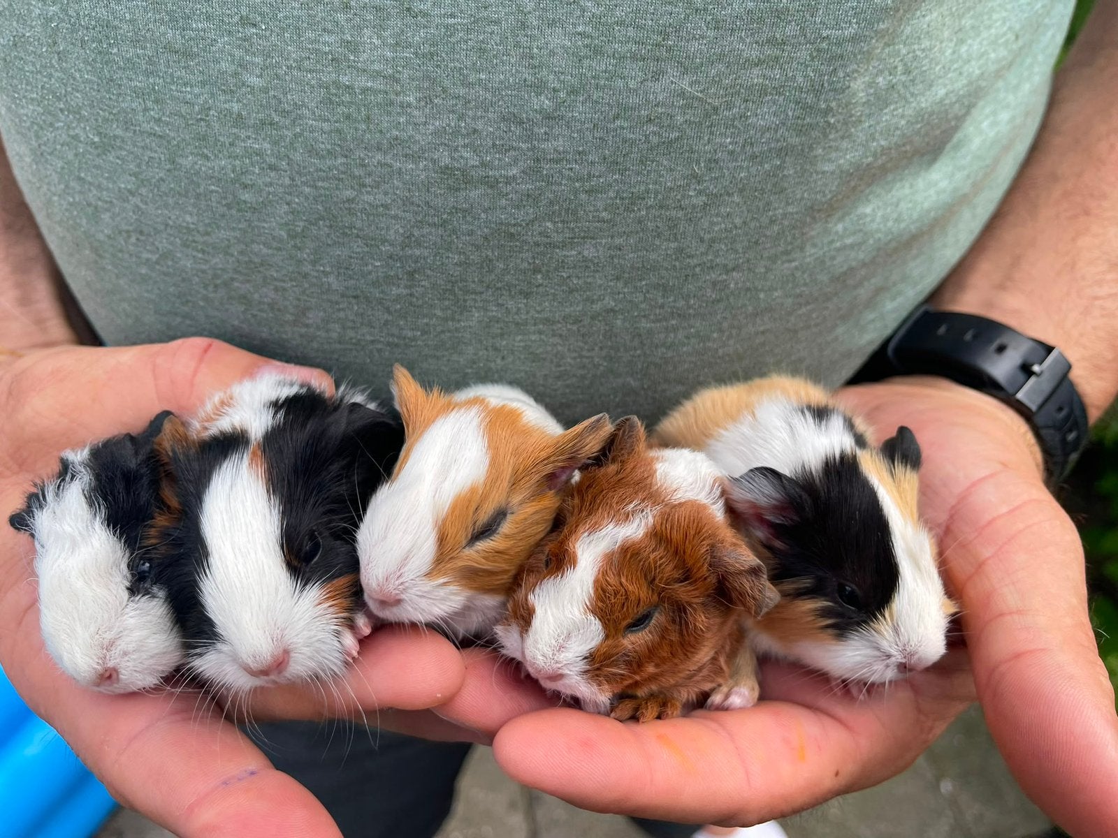 Prachtige jonge cavia’s. Zeugjes en beertjes., Dieren en Toebehoren, Knaagdieren, Cavia, Juni, Meerdere dieren, Tam