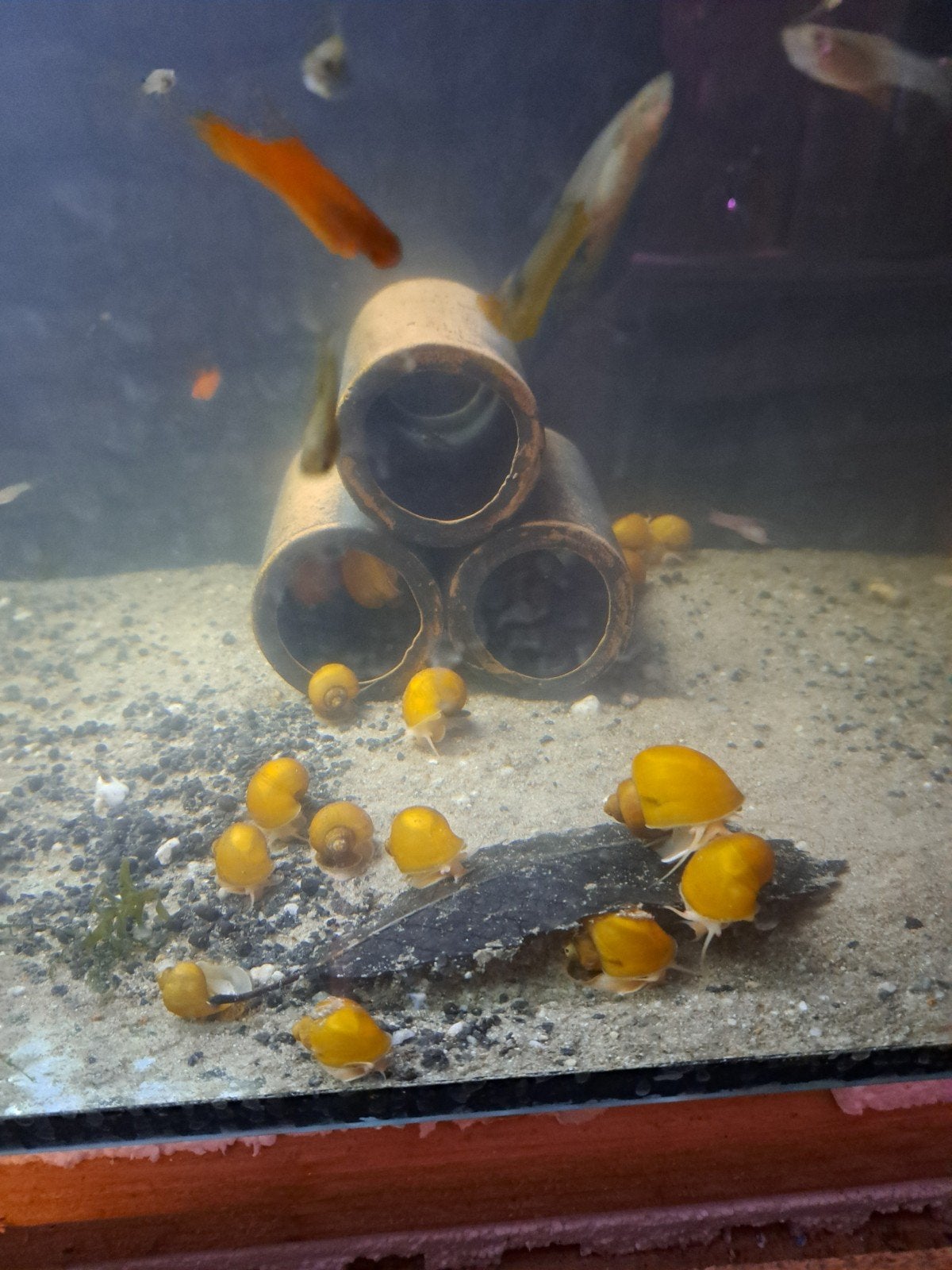 Yellow appelslakken, Dieren en Toebehoren, Vissen | Aquariumvissen, Slak of Weekdier