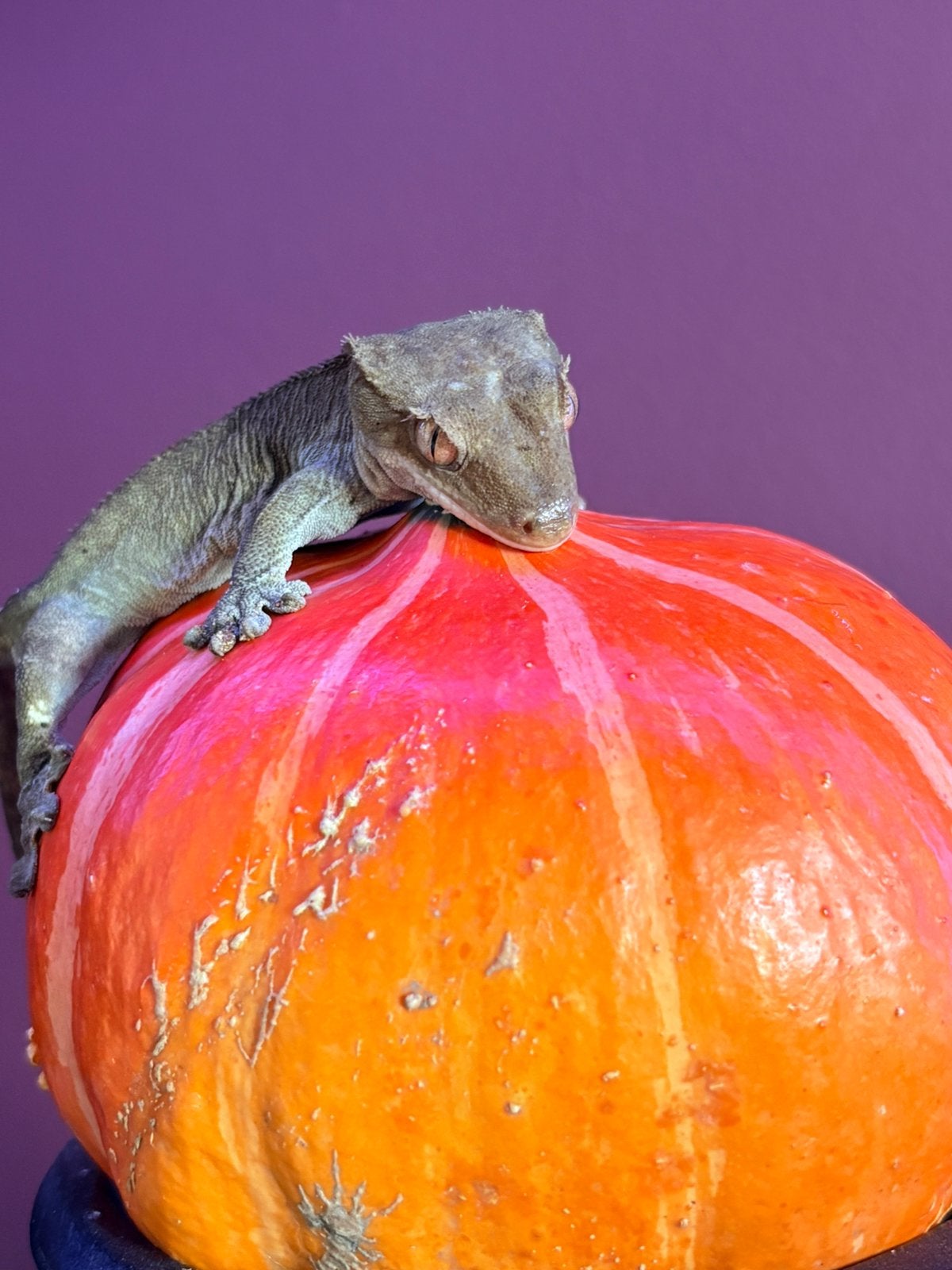 Charcoal phantom male crested gecko wimpergekko Crested Gecko photo 2