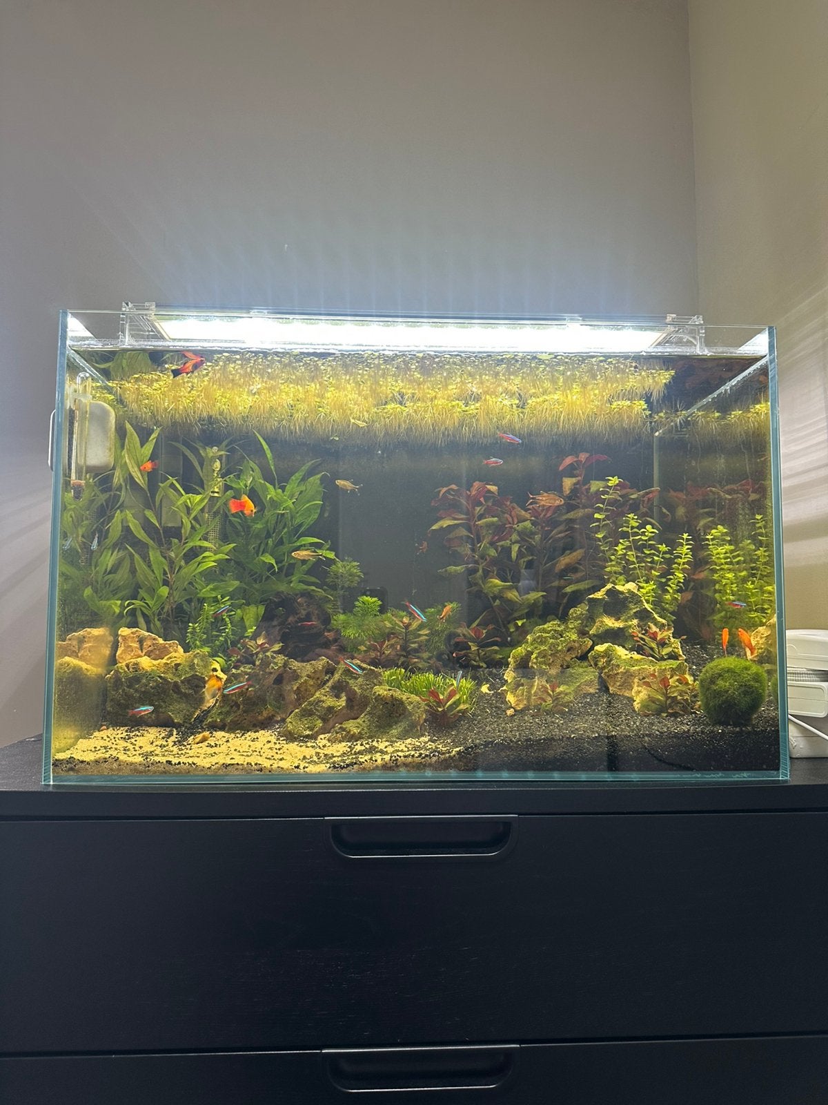 Superfish scaper, Dieren en Toebehoren, Vissen | Aquaria en Toebehoren, Ophalen, Zo goed als nieuw, Gevuld zoetwateraquarium