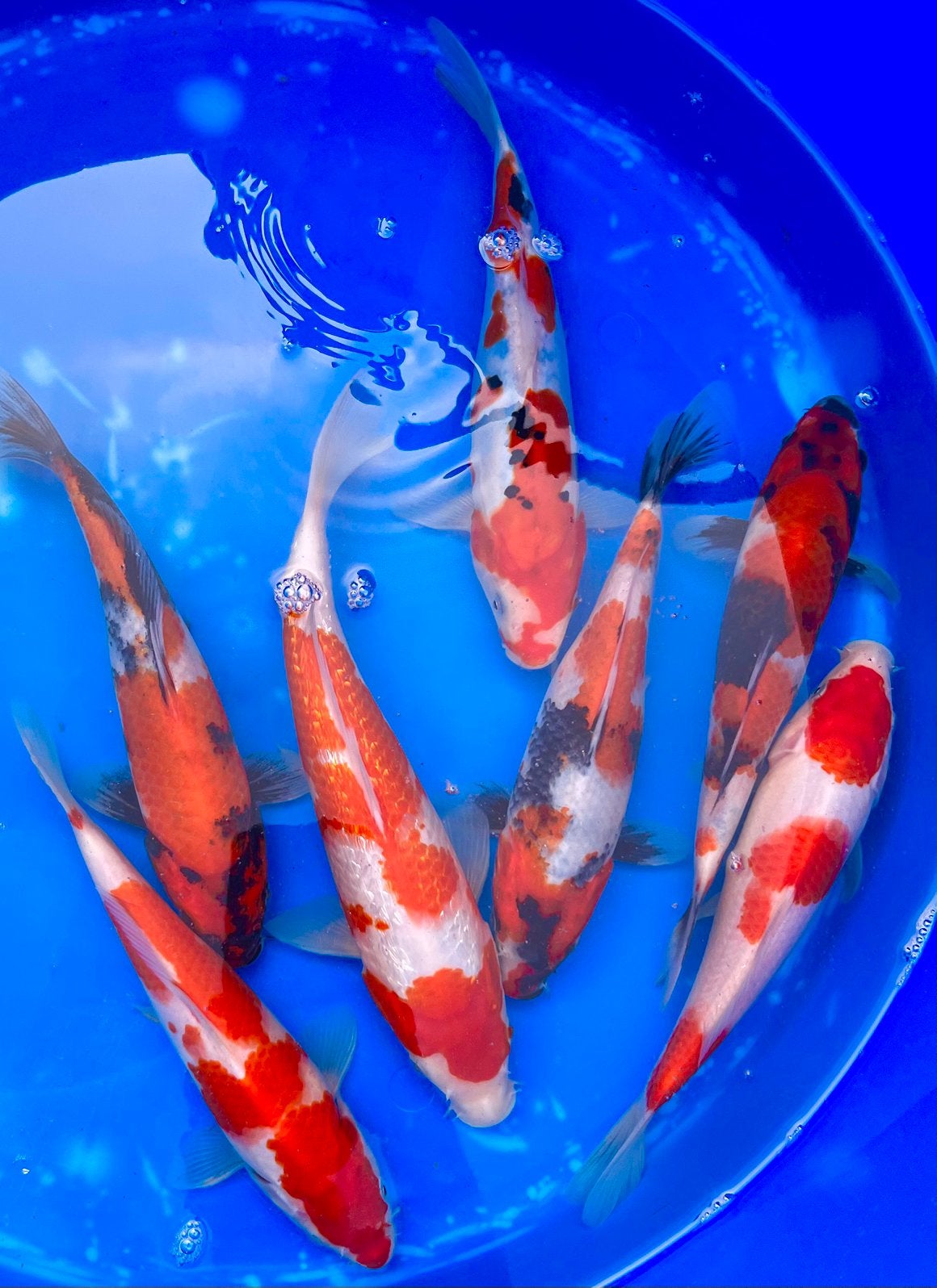 Japanse Koi: Tosa Kohaku, Showa, Sanke. Chagoi, Benigoi, Mix, Karper of Koi