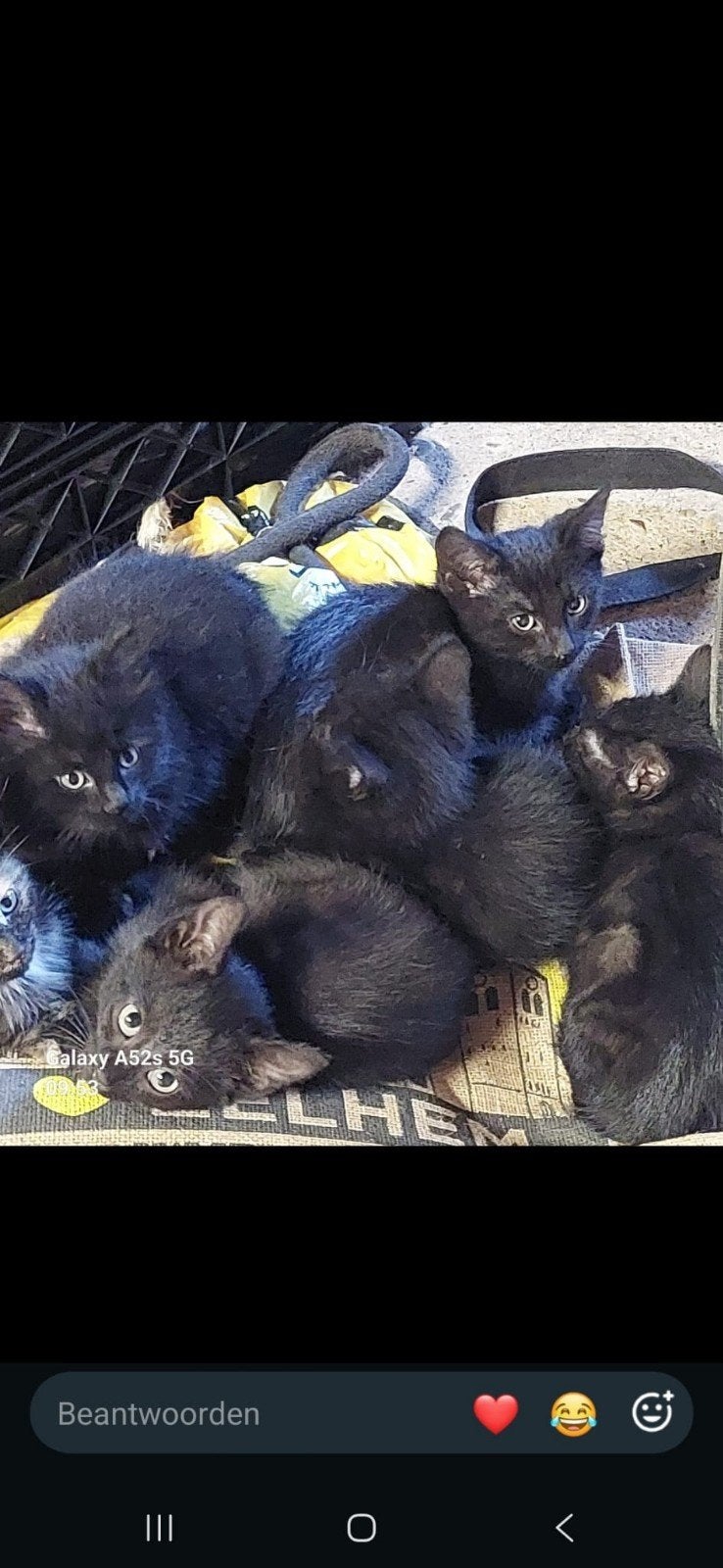 boerderij kittens, Meerdere dieren