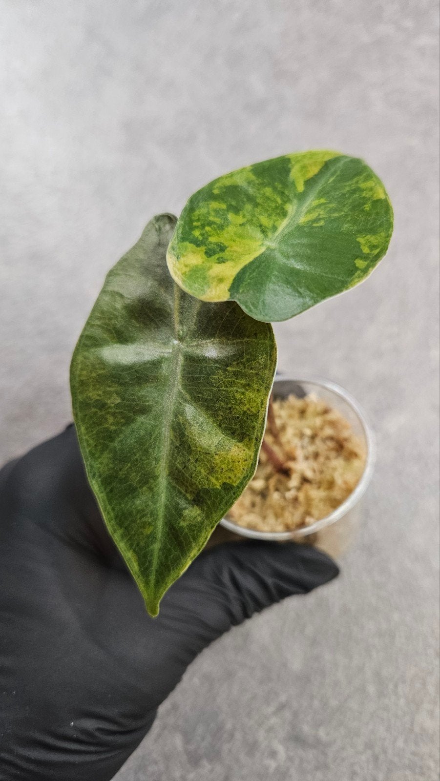 Alocasia Pseudo Sanderiana Aurea Variegata, Ophalen of Verzenden