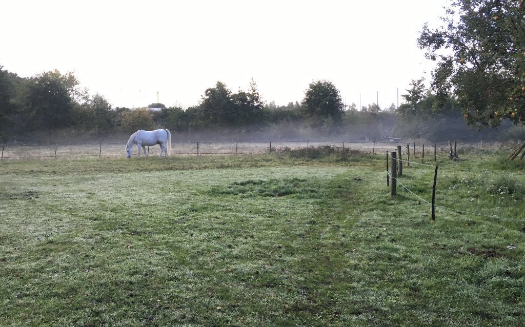 Stalling & weidegang in Hoogland-West, Stalling, 1 paard of pony
