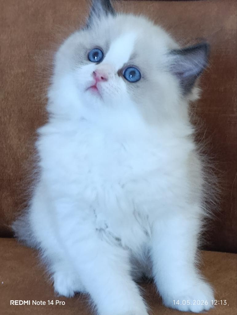 Ragdoll katertje, Meerdere dieren, Gechipt