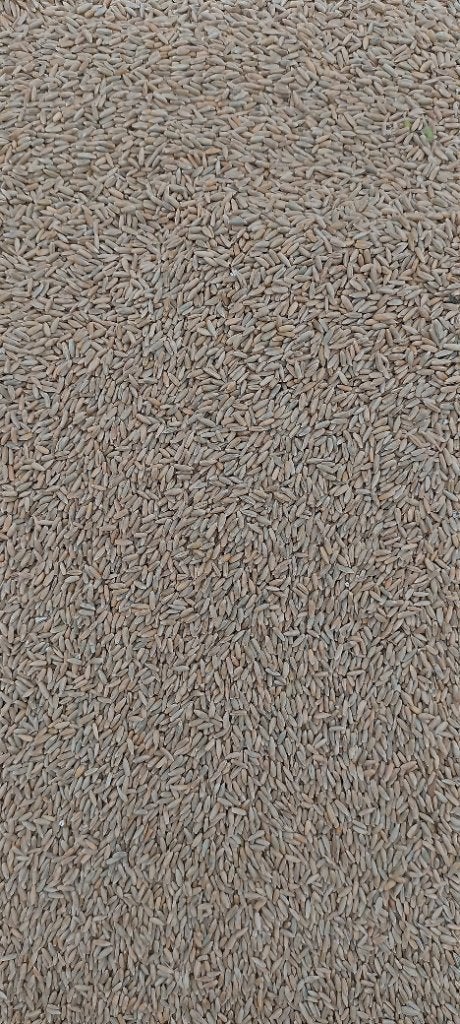 Voer rogge/groenbemester, Dieren en Toebehoren, Ophalen, Pluimvee
