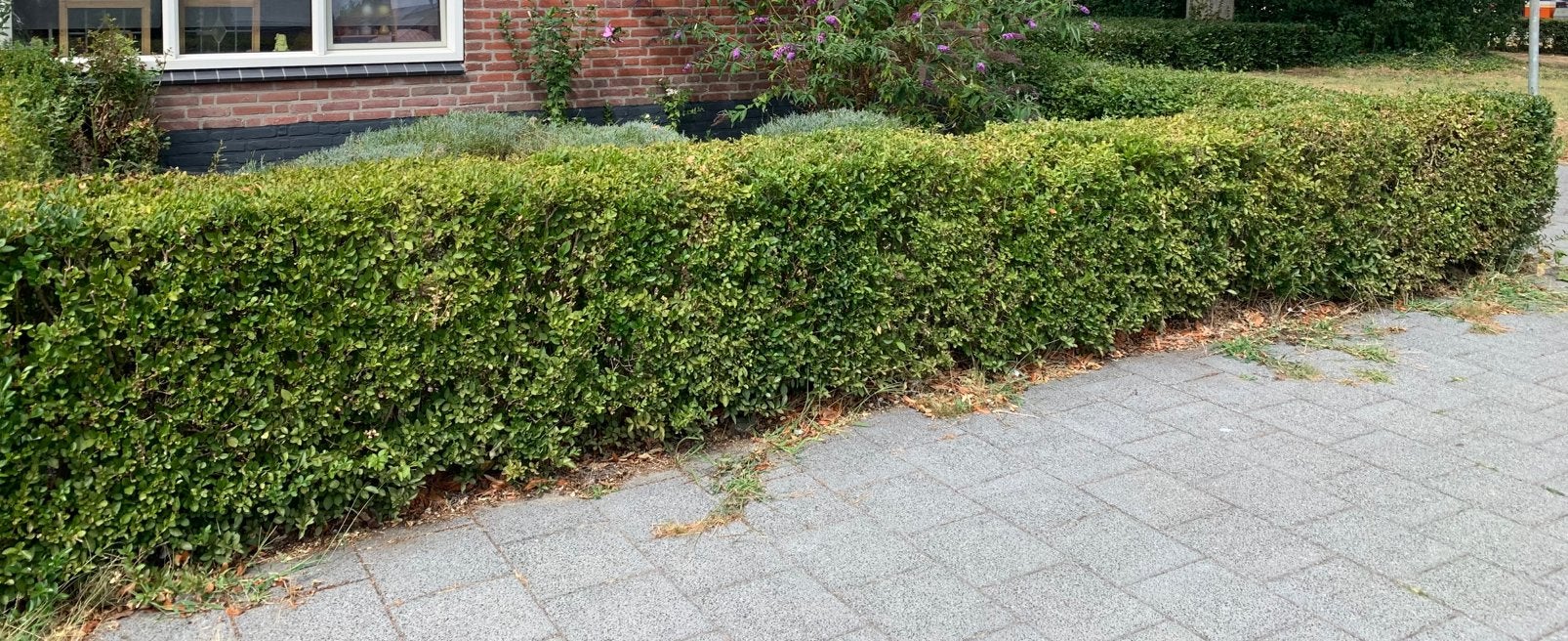 Liguster gratis, Ophalen, Liguster, Struik, Minder dan 100 cm