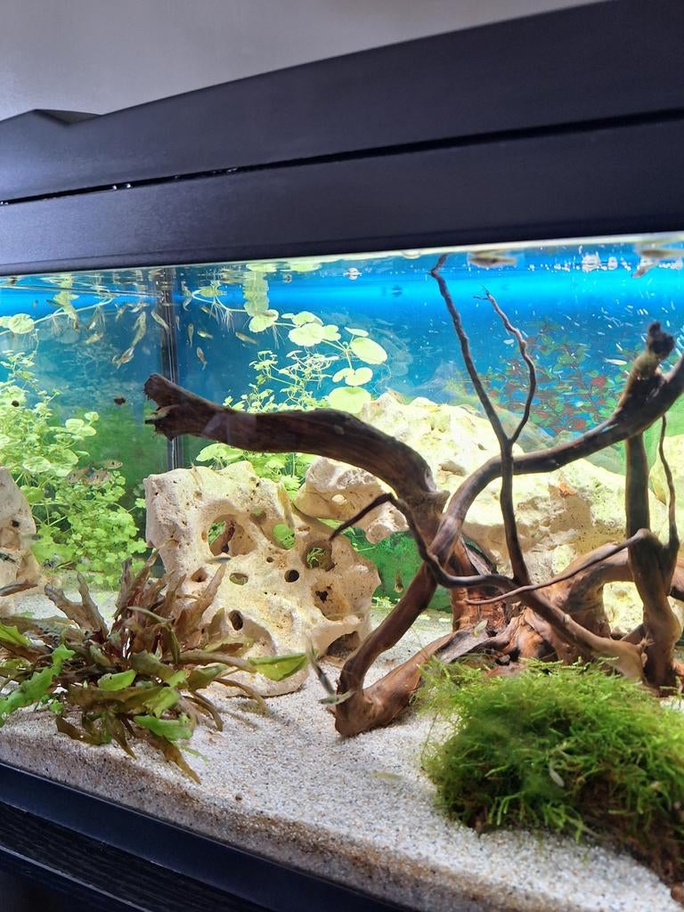 Jonge guppy's, Vis