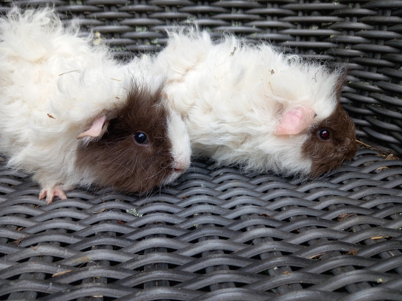 2 lunkarya beertjes, Dieren en Toebehoren, April, Mannelijk, Cavia
