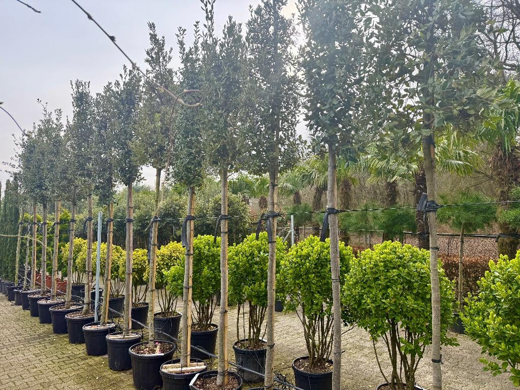 Groenblijvende  steeneik 12/14 cm stamomtr. - Quercus ilex , 250 tot 400 cm, Zomer, Volle zon, In pot