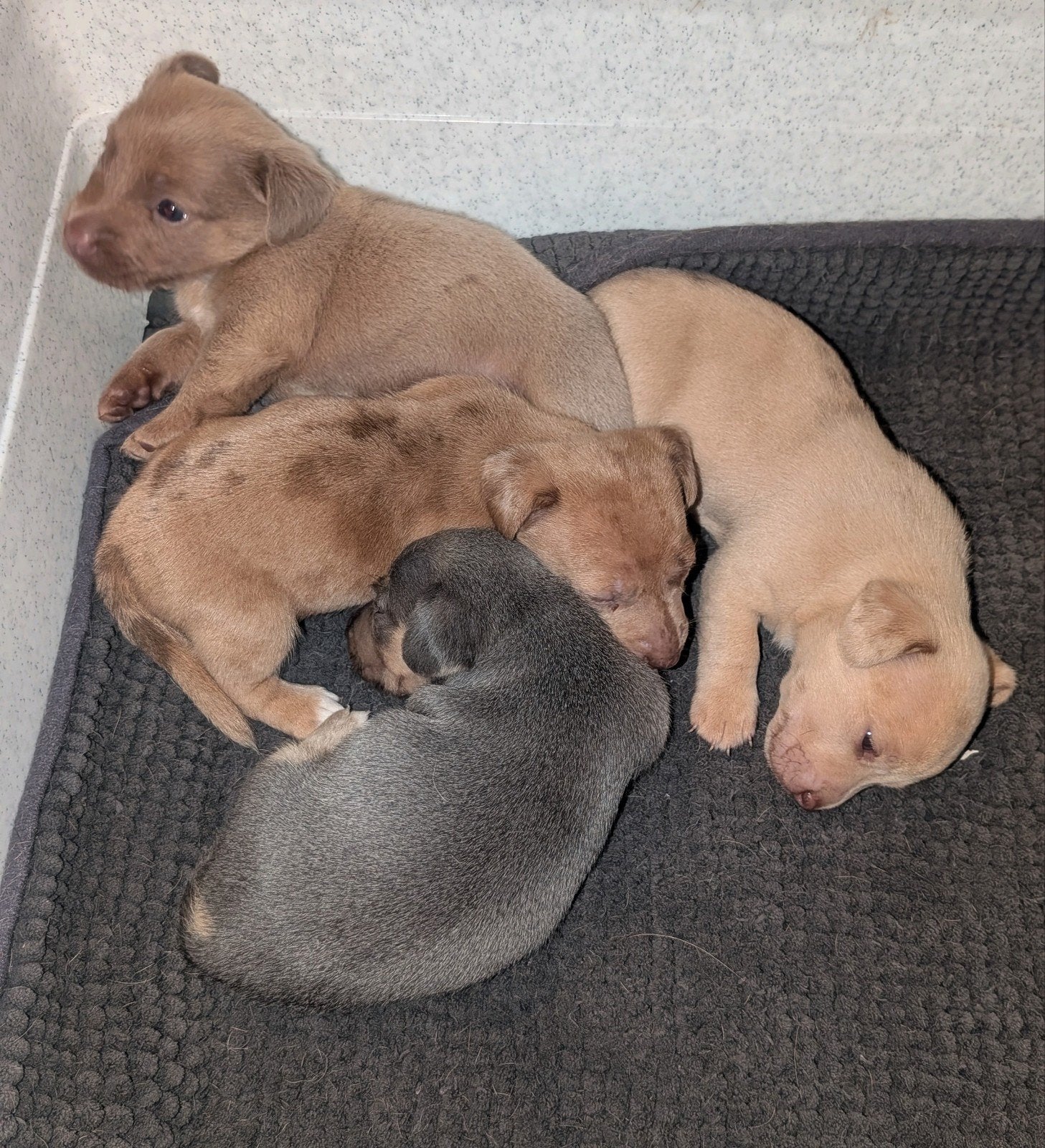 knappe jack Russel pups, Jack Russell Terriër, 8 tot 15 weken, Meerdere, Meerdere dieren