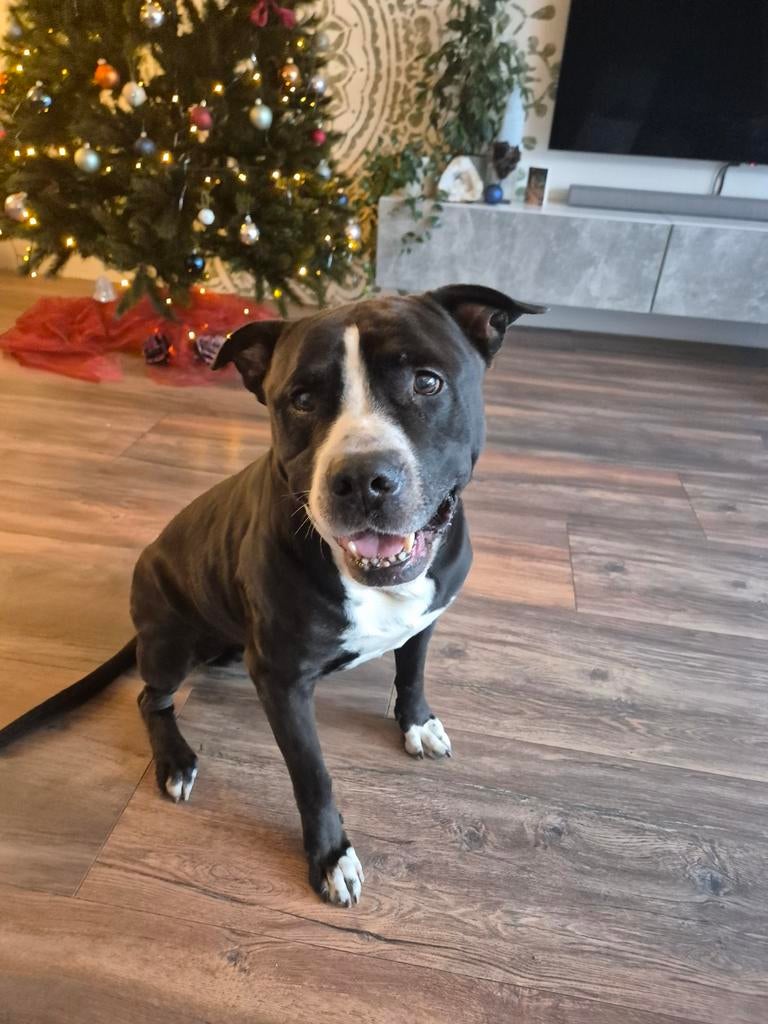 Amstaf-labrador, Dieren en Toebehoren, 6 jaar of ouder, Reu, Eén hond, Middel