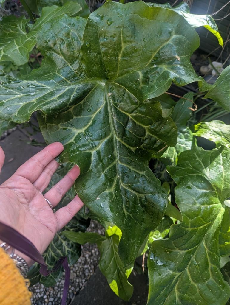 Mooie Italiaanse Aronskelk plant (witte bloem/oranje bes), Vaste plant, Volledige schaduw, Lente, Ophalen