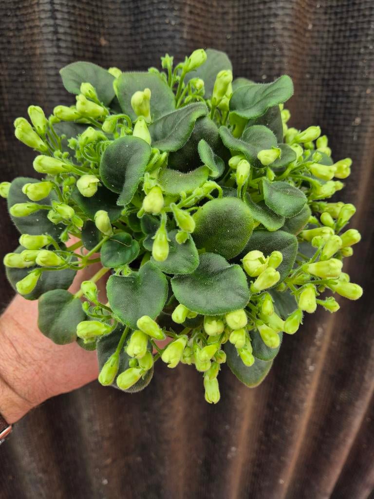 Saintpaulia Trailing White Trumpet p12 (1), Ophalen of Verzenden, Halfschaduw, Minder dan 100 cm