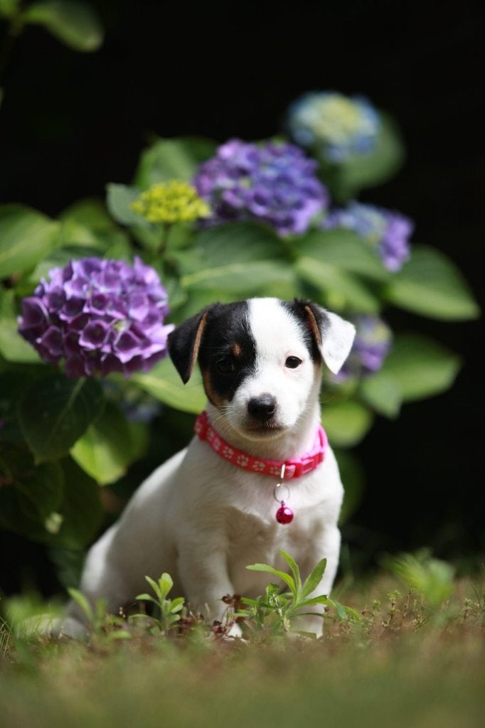 Jack russel pups, Dieren en Toebehoren, Honden | Jack Russells en Terriërs, Teef, Jack Russell Terriër, Particulier, Eén hond