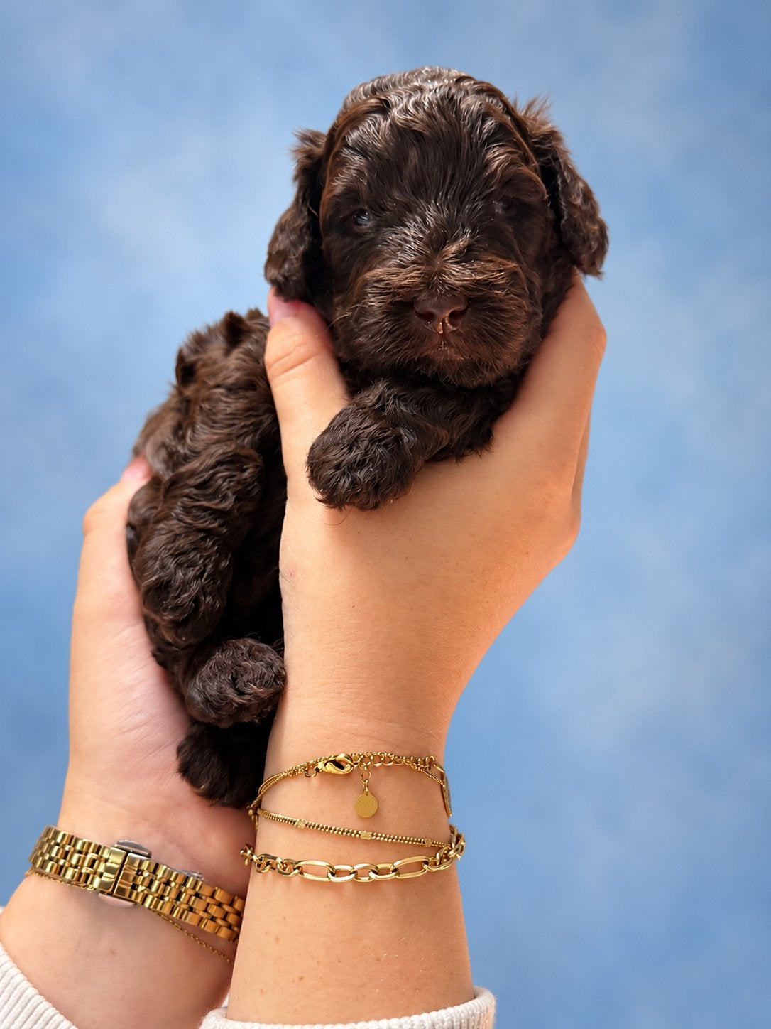 Mini labradoodle x toy poedel pups choco en merle, Poedel, CDV (hondenziekte), 8 tot 15 weken, Meerdere