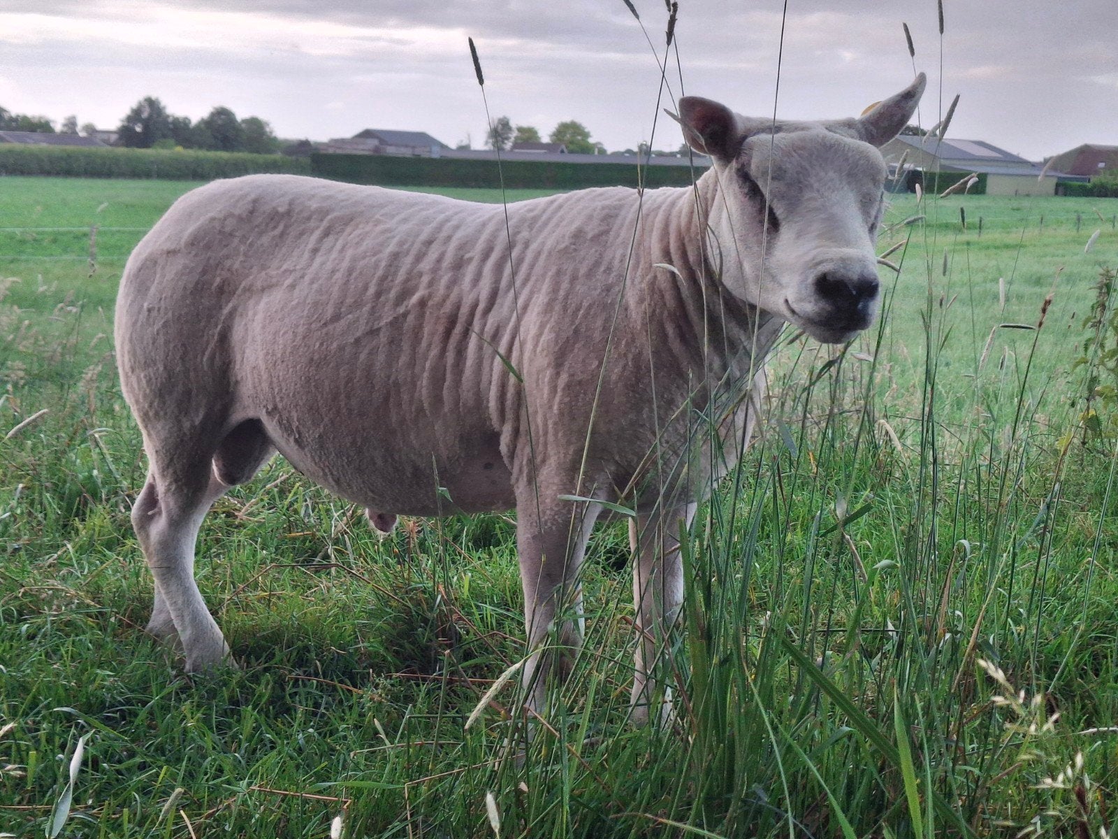 Te koop engelse texelaar dekram, Dieren en Toebehoren, Schapen, Geiten en Varkens, Mannelijk, Schaap