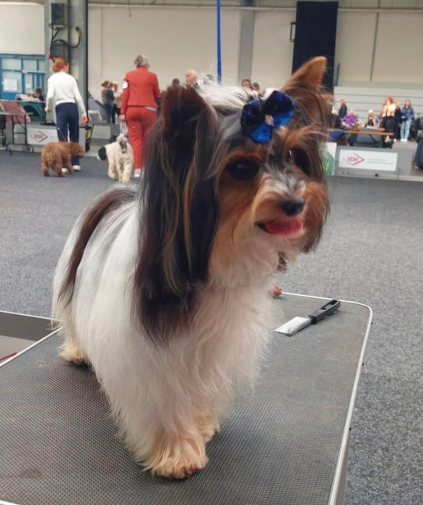 Biewer dekreu, Dieren en Toebehoren, Reu, 1 tot 2 jaar, Parvo, Eén hond