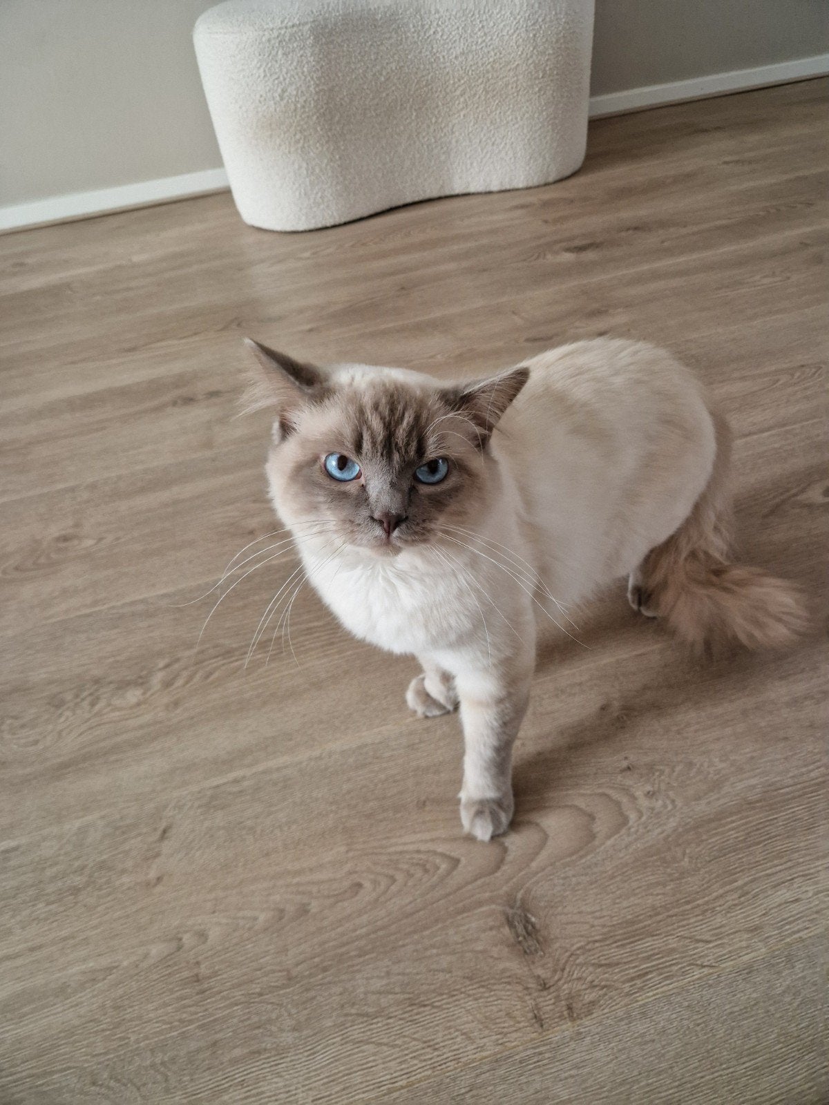 Ragdoll x Britse korthaar  2jr oud., Dieren en Toebehoren, Kater, Kortharig, 0 tot 2 jaar