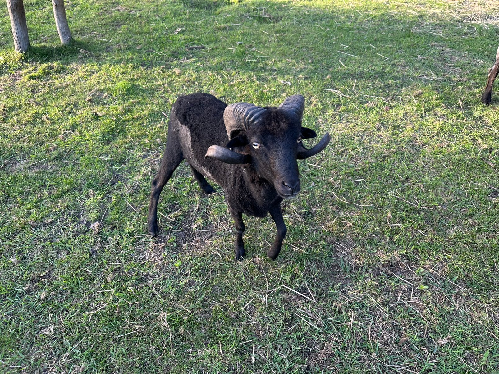 Ouessant ram, Dieren en Toebehoren, Mannelijk, Schaap