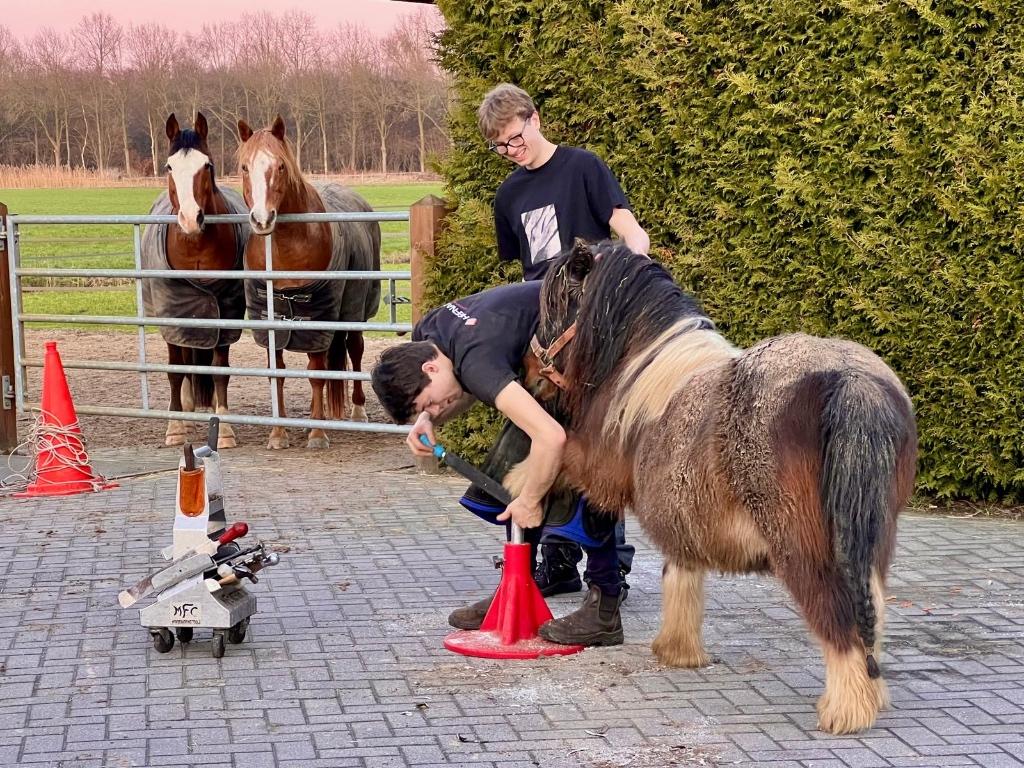 hoefsmid (bekapper) aangeboden, Verzorging of Verzorgpony's