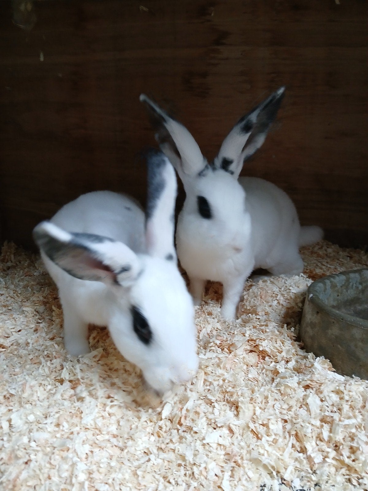 2 Mooie Rex rammen, Mannelijk, Middelgroot, 0 tot 2 jaar