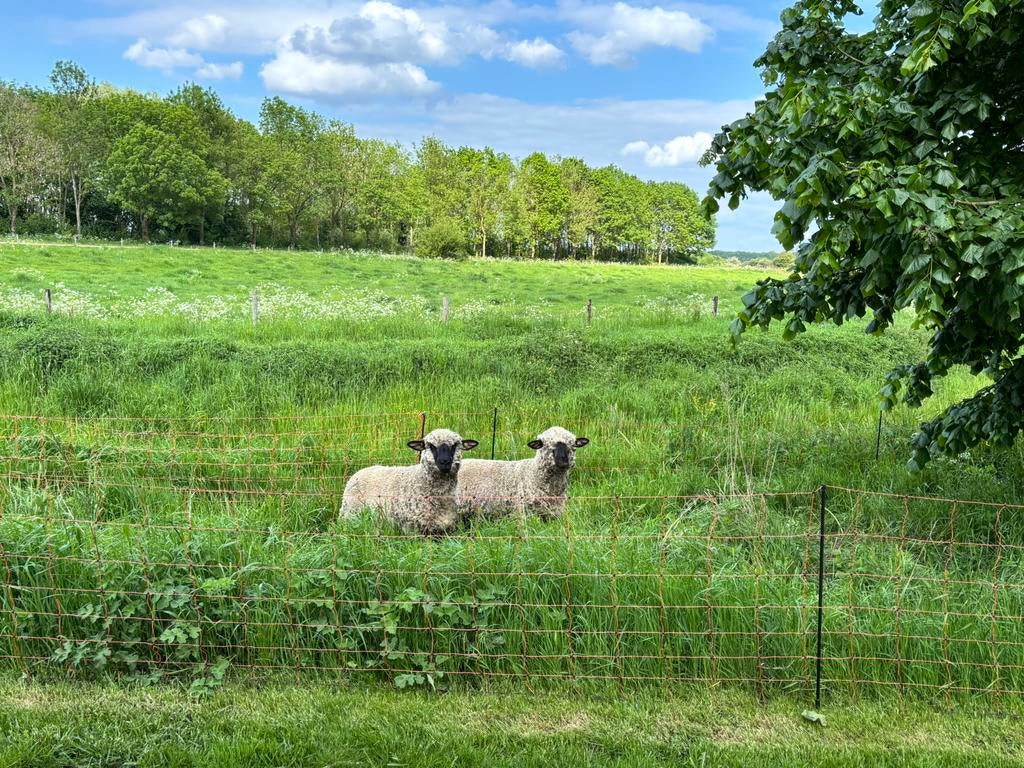 2 Hampshire down ooien te koop, Vrouwelijk, Schaap