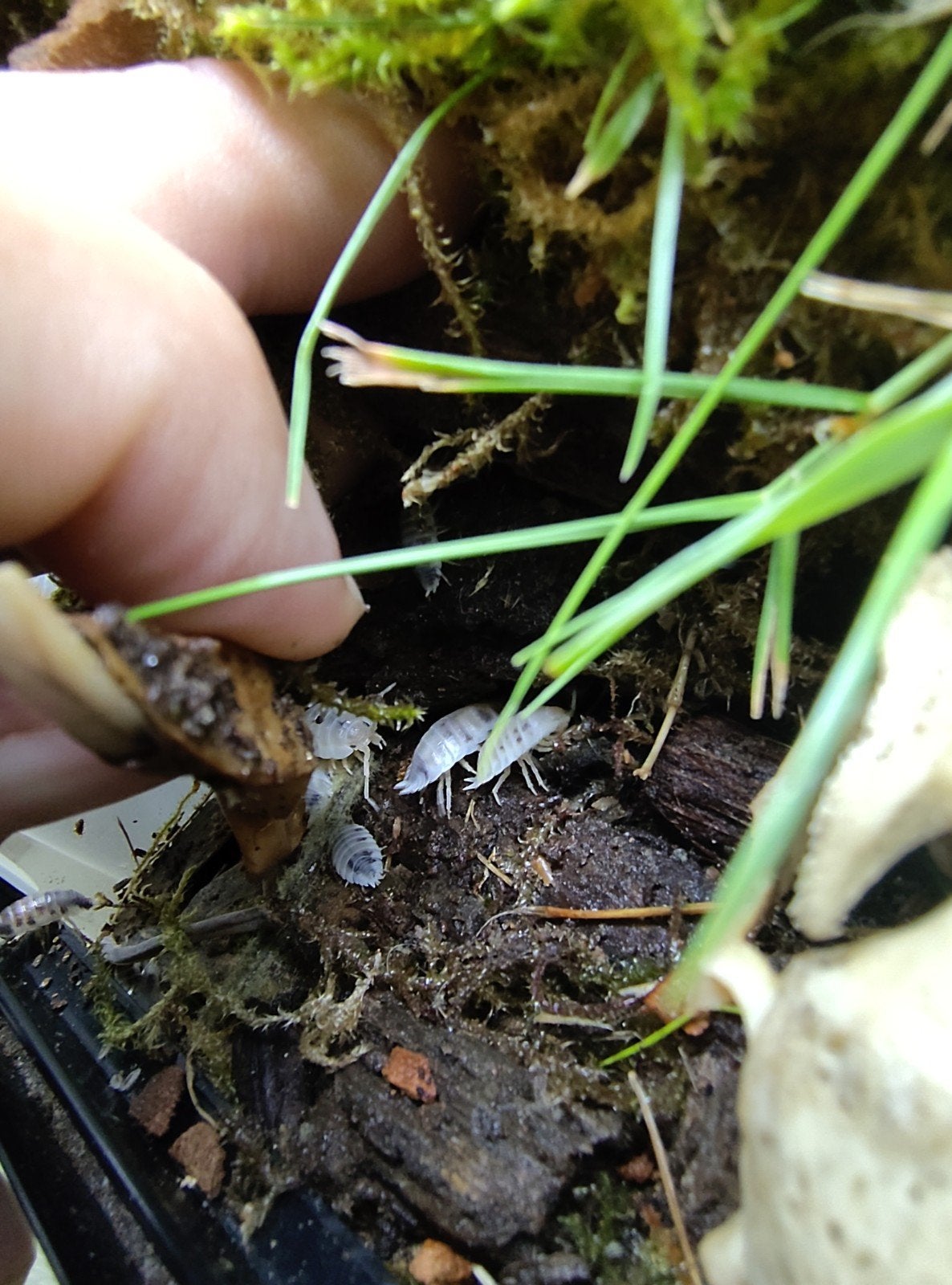 Dairy cow pissebedden (Porcellio laevis), Overige soorten