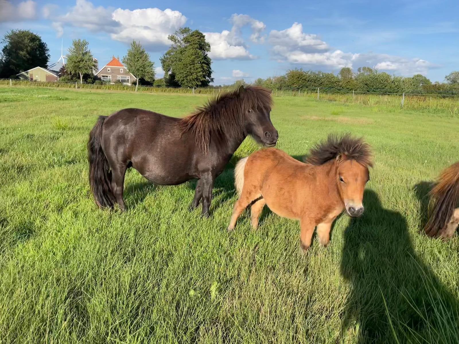 Merrie’s met merrie veulens, Dieren en Toebehoren, Pony's, Merrie, A pony (tot 1.17m), Gechipt