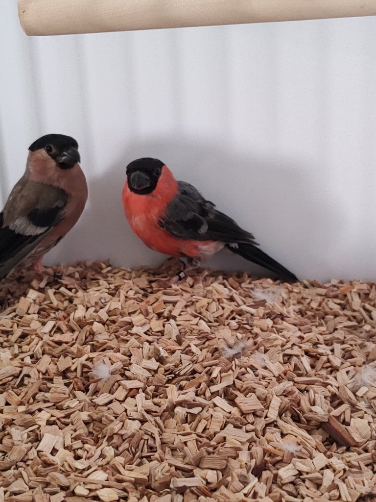Mooi koppel Europese Goudvinken, Meerdere dieren, Wildzangvogel, Geringd