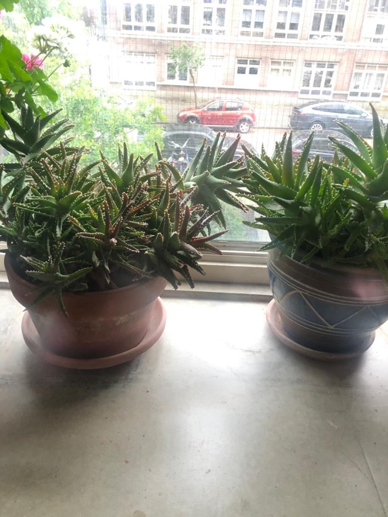 Aloa vera medicinally, Ophalen of Verzenden, In pot, Halfschaduw, Minder dan 100 cm