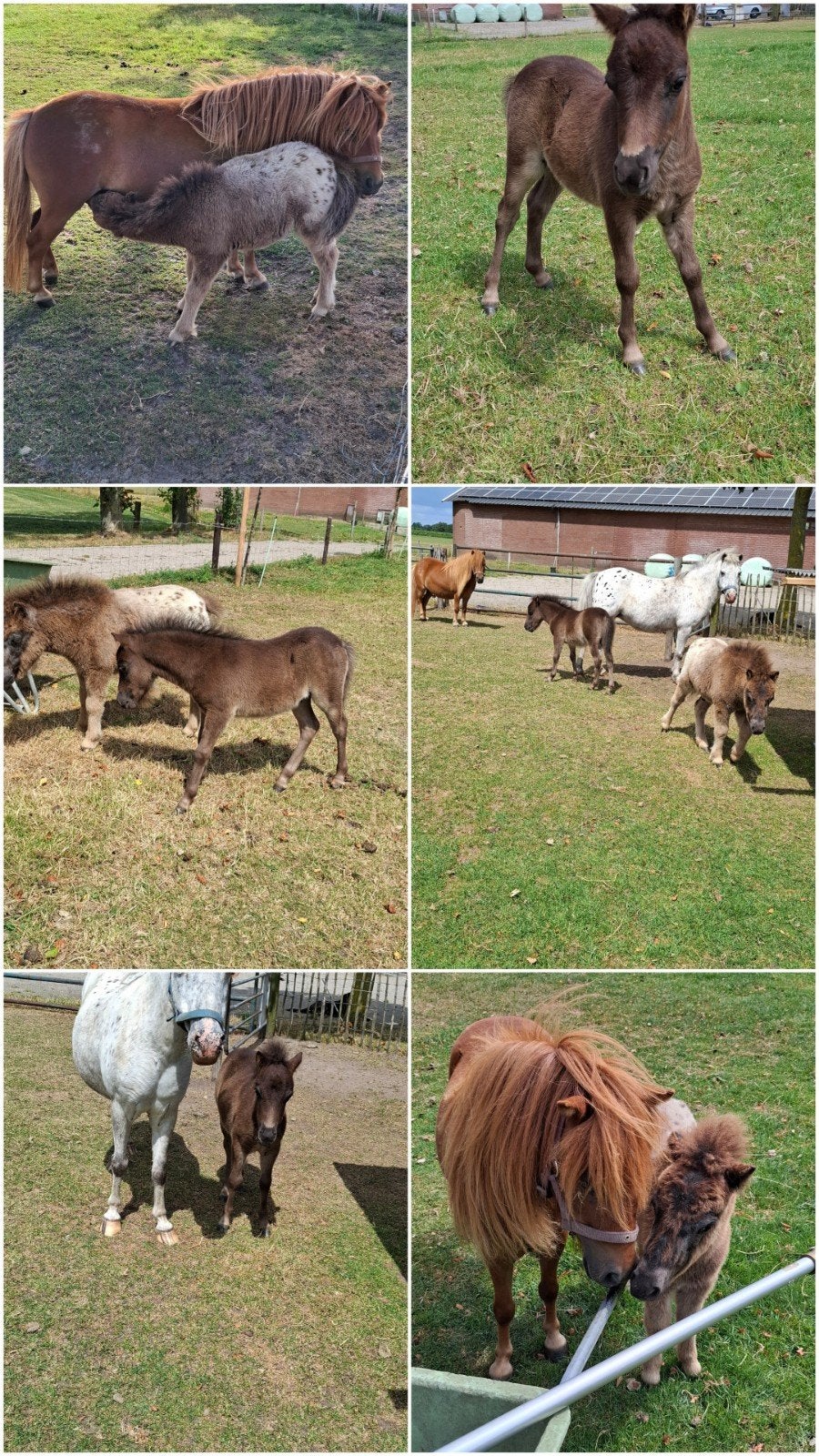 Mooie hengstjes te koop evt met moeders, Dieren en Toebehoren, Hengst, A pony (tot 1.17m), 0 tot 2 jaar
