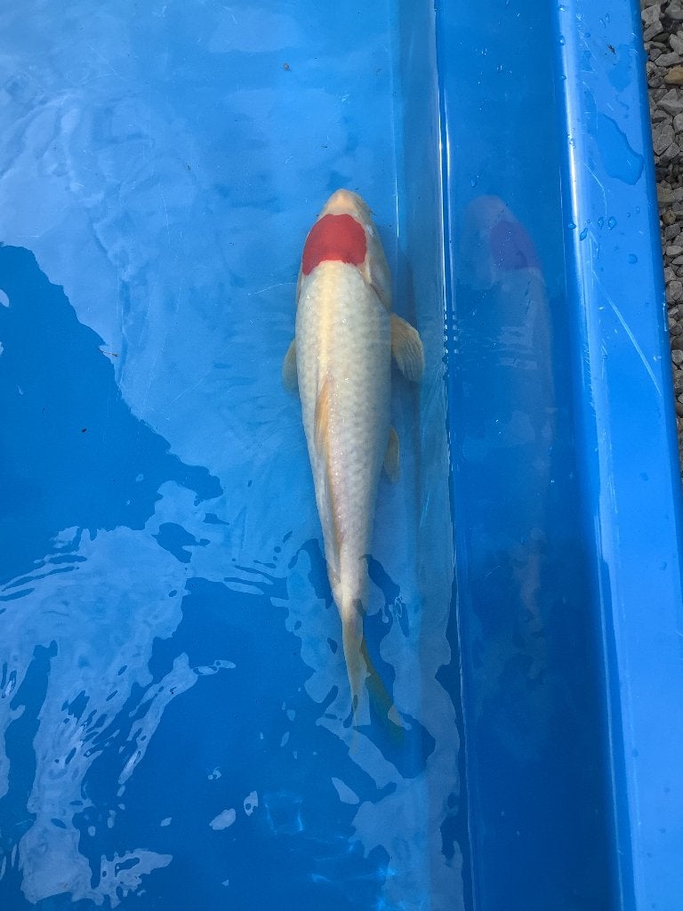 Tancho Japanse Koi, Karper of Koi