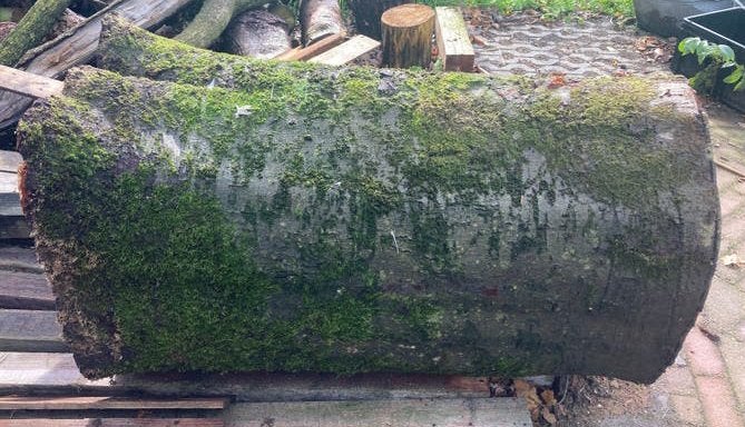Beuken stam xl beuk kachel zwammen oester paddestoelen kweek, Minder dan 3 m³, Ophalen of Verzenden, Beukenhout, Stammen