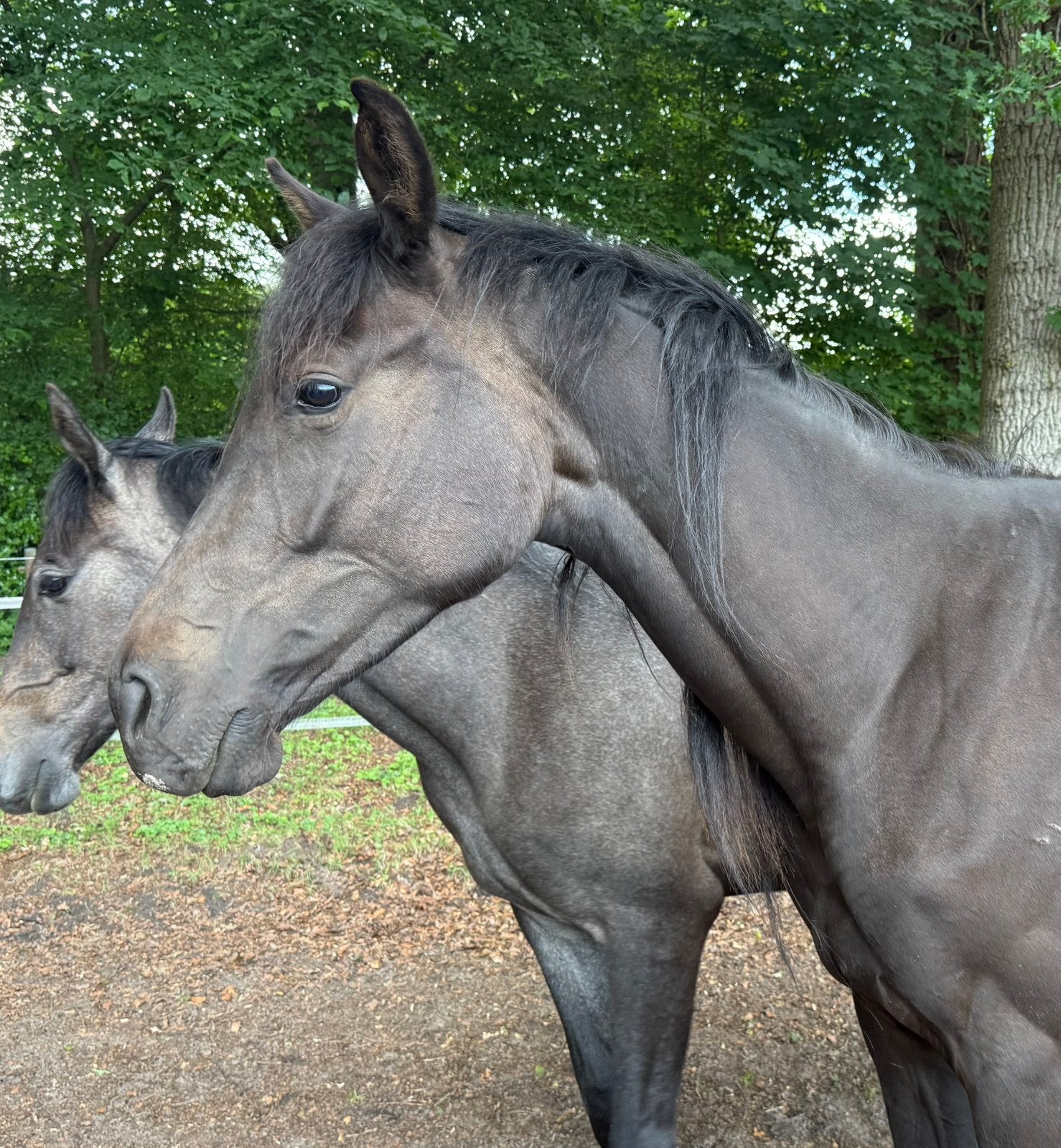 Talentvolle 2 jarige merrie, Merrie, Springpaard, Met stamboom, 0 tot 2 jaar
