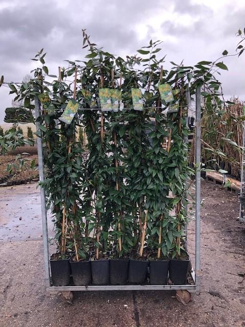 KLIMPLANT GROENBLIJVEND, Lonicera Copper Beauty PBR, Tuin en Terras, Ophalen, Vaste plant, Halfschaduw, Klimplanten