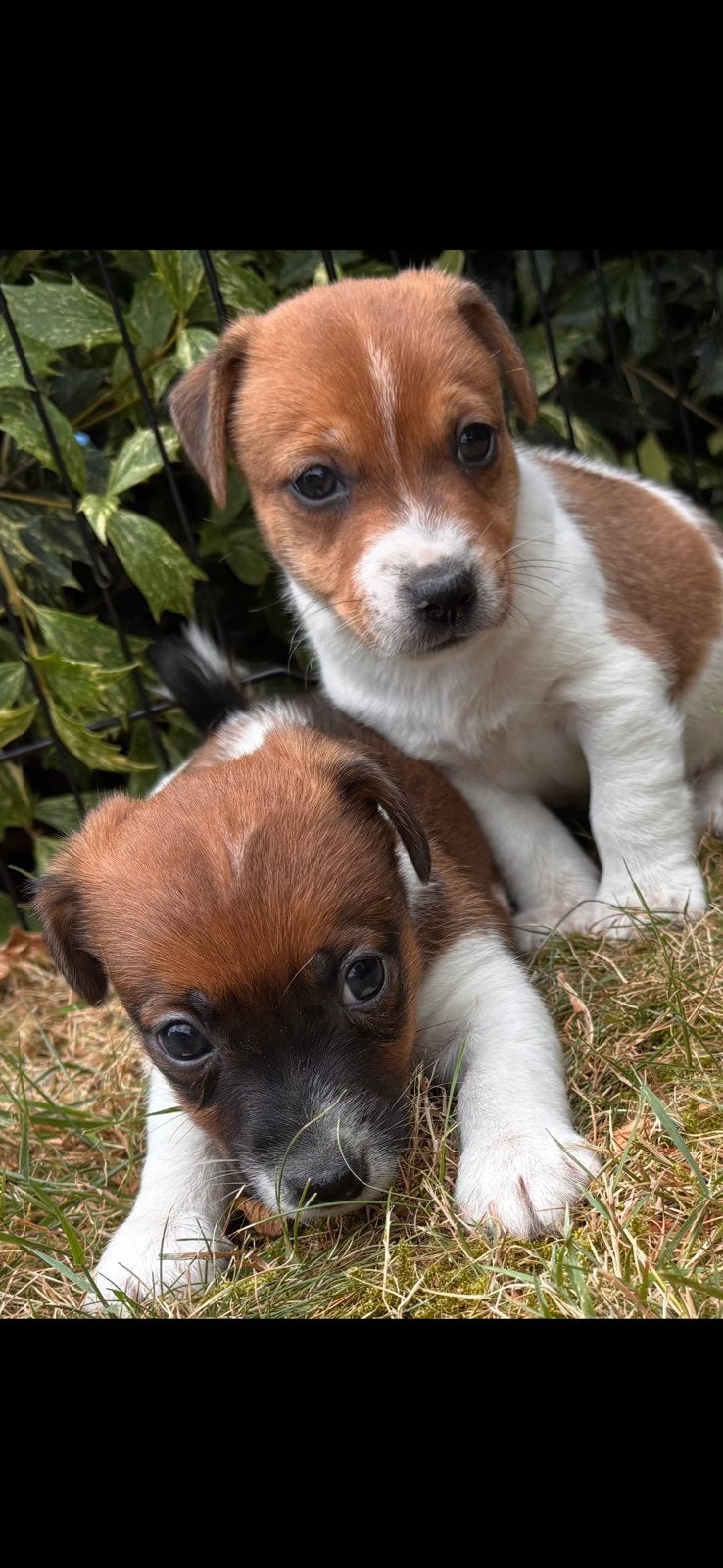 Super knappe kleine Jackrussell pups, Parvo, Jack Russell Terriër, 8 tot 15 weken, Meerdere