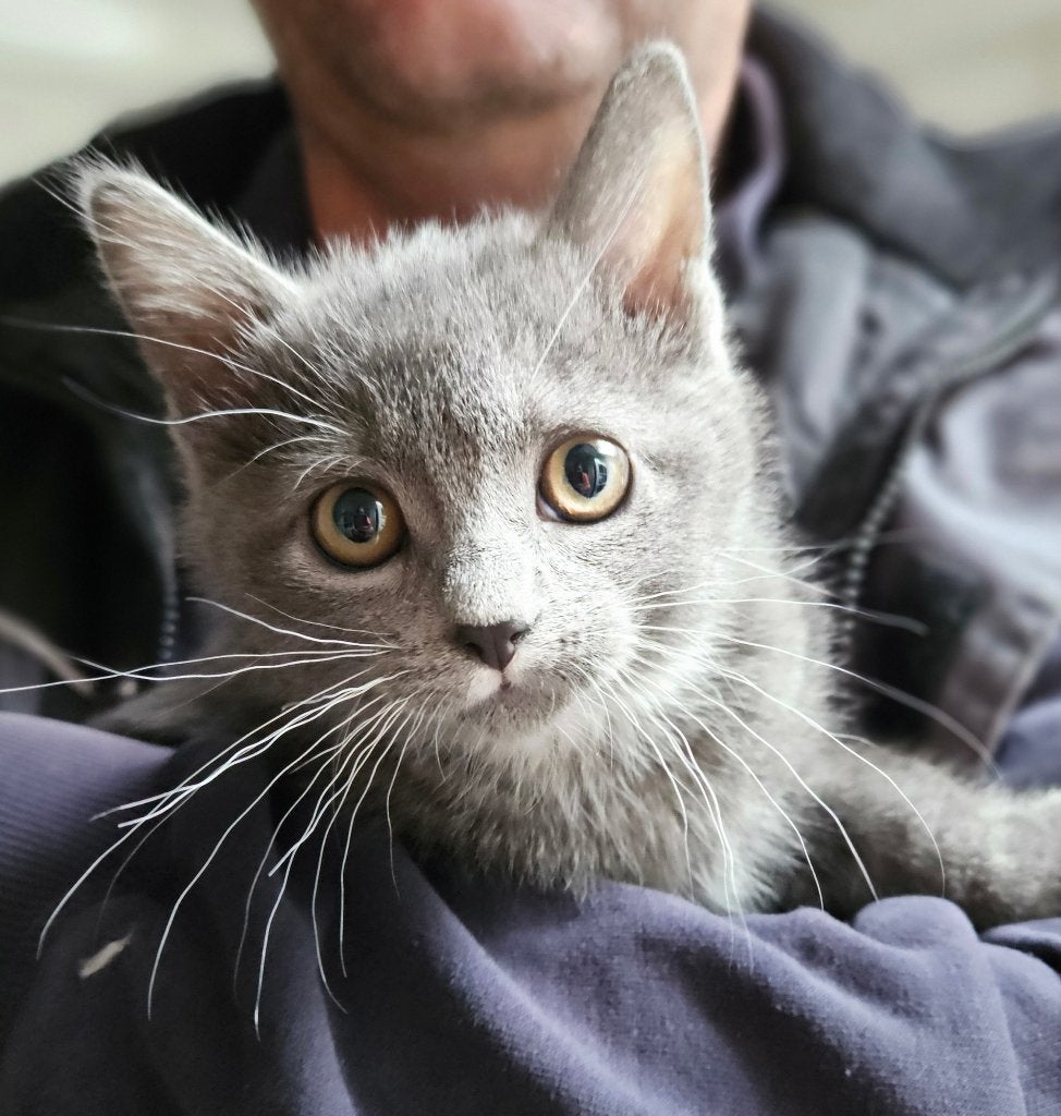 Leuke blauwgrijze kitten. Kruising Blauwe Rus/Brit, Poes, Ontwormd, 0 tot 2 jaar
