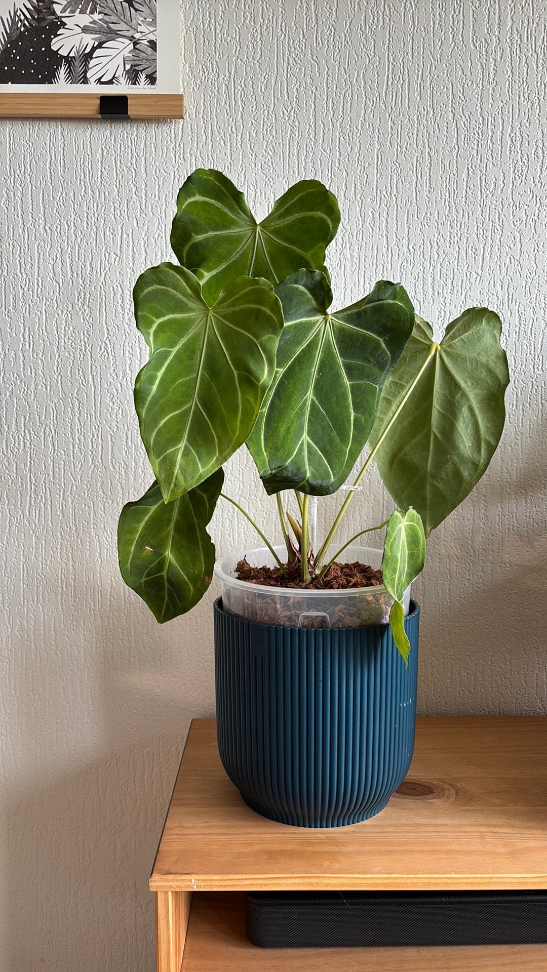 Anthurium Hybrid, Ophalen of Verzenden, Halfschaduw, Minder dan 100 cm