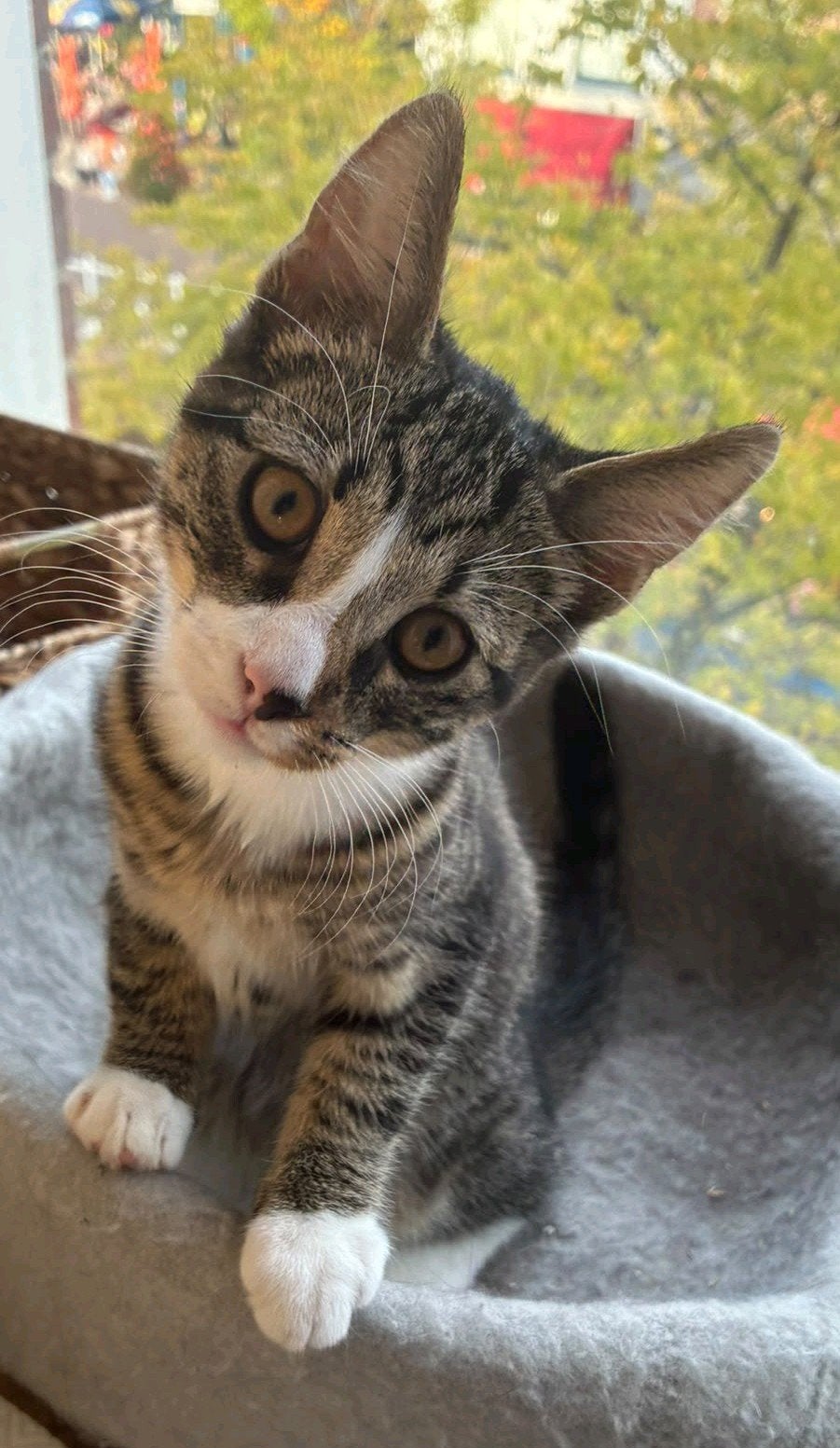 Prachtige kitten, Blauwe rus X Britse korthaar, katertje, Kater, Ontwormd