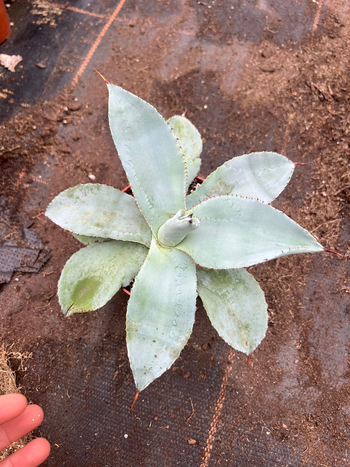 Agave dragon toes pot12, Ophalen of Verzenden, Bloeit niet, Overige soorten, Volle zon